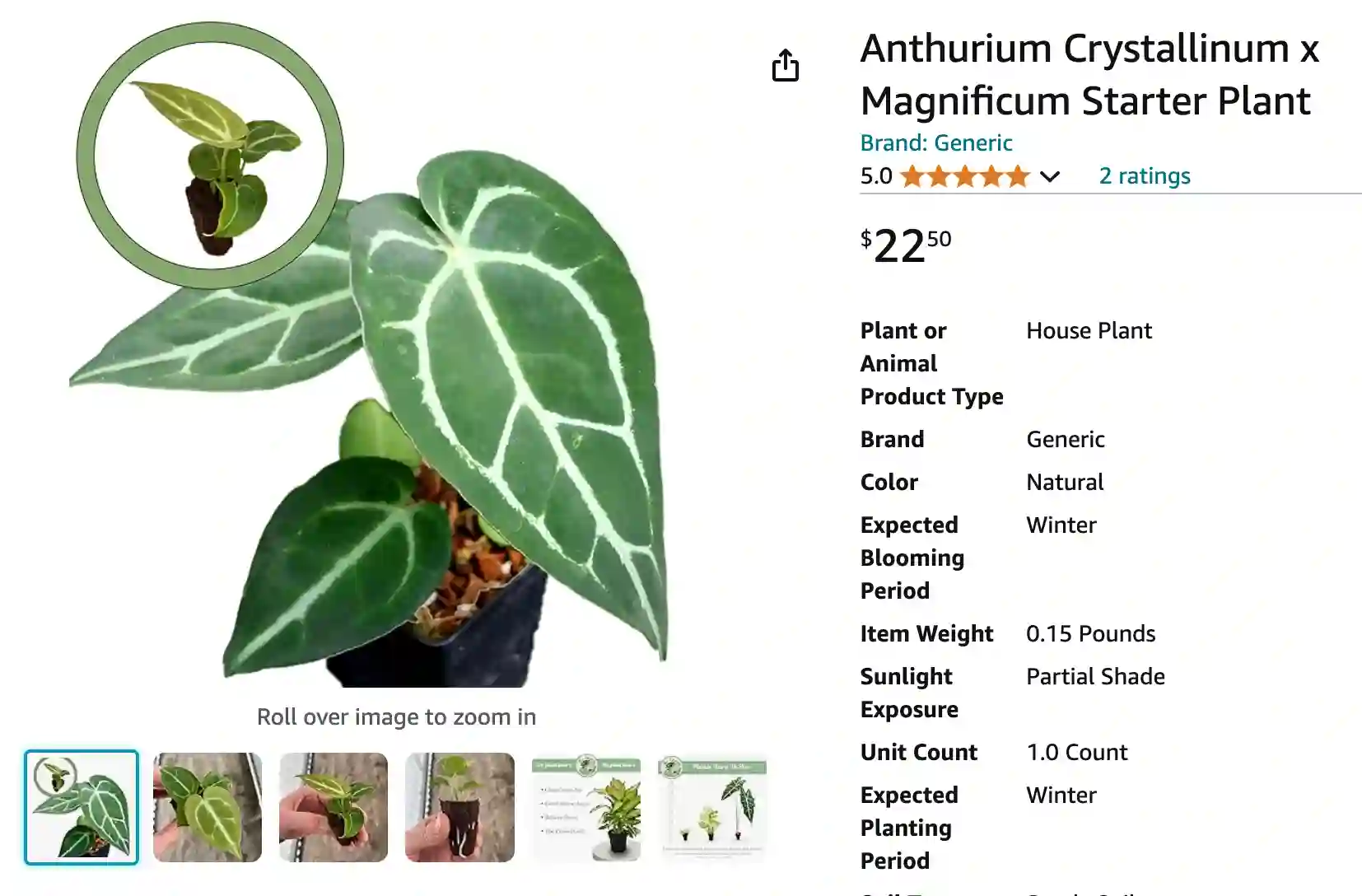 Anthurium Crystallinum x Magnificum | Monsteraholic