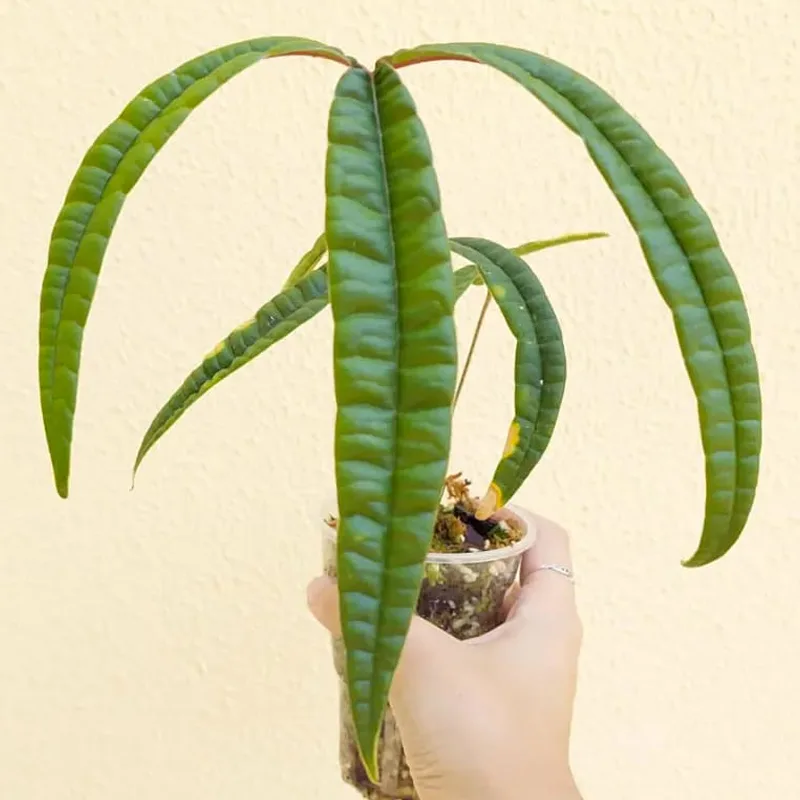 Anthurium Cutucuense 2 monsteraholic jpg