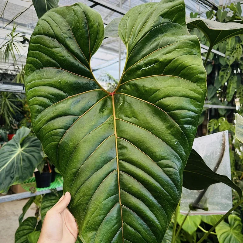 Anthurium Decipiens 1 monsteraholic jpg