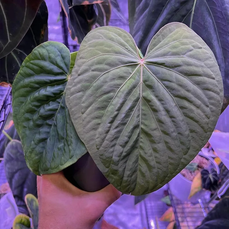 Anthurium Kunayalense 2 monsteraholic jpg