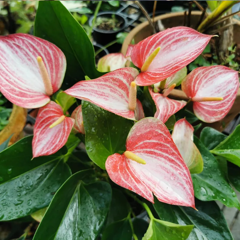 Anthurium Livium 2 monsteraholic jpg