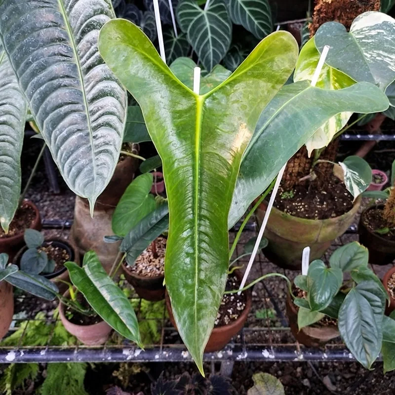 Anthurium Longissimilobum 1 monsteraholic jpg