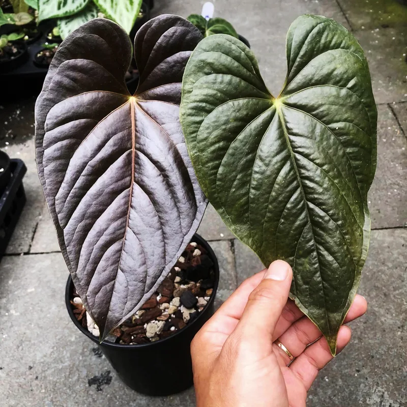 Anthurium Moodeanum 1 monsteraholic jpg