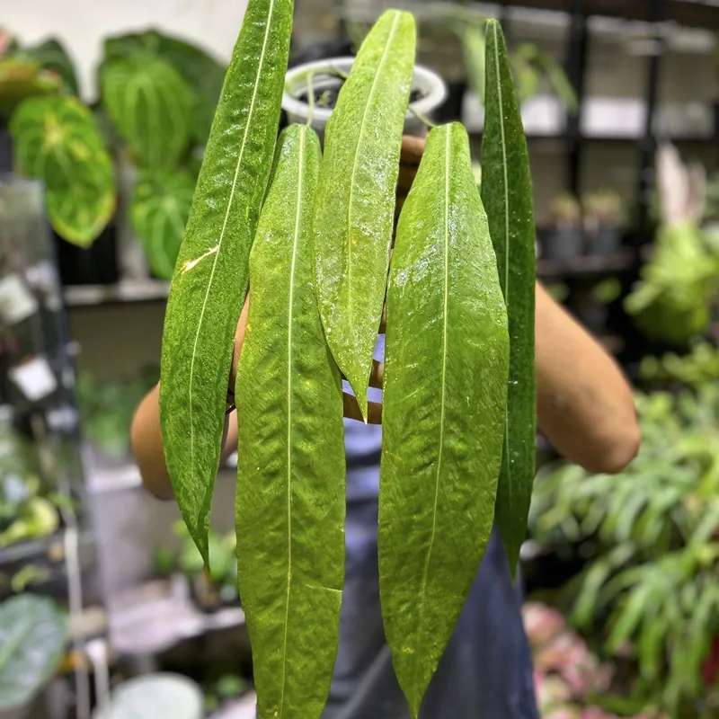 Anthurium Pallidiflorum 1 monsteraholic jpg