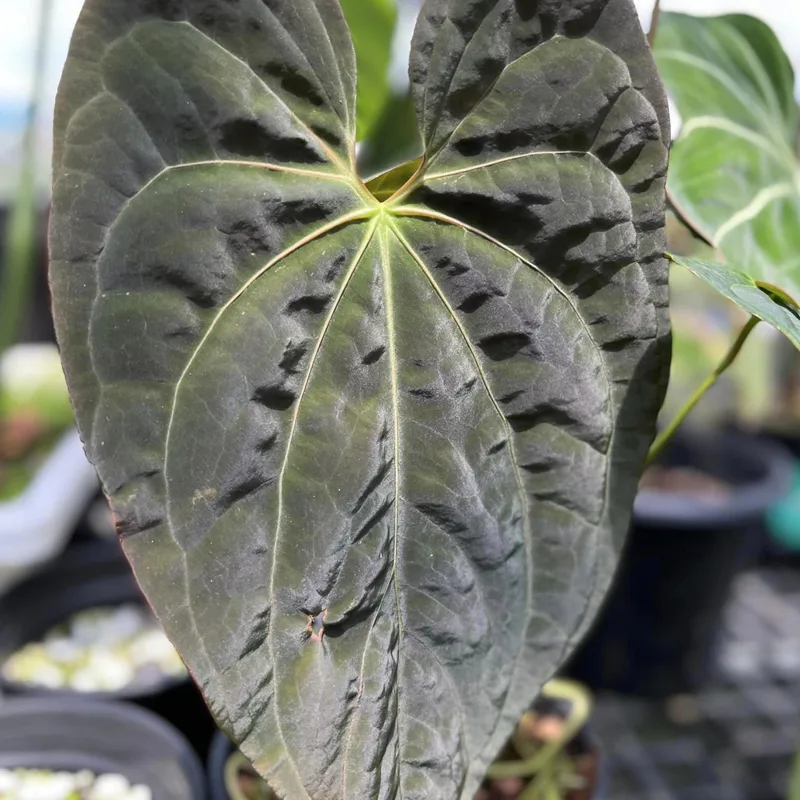 Anthurium Papillilaminum 1 monsteraholic jpg