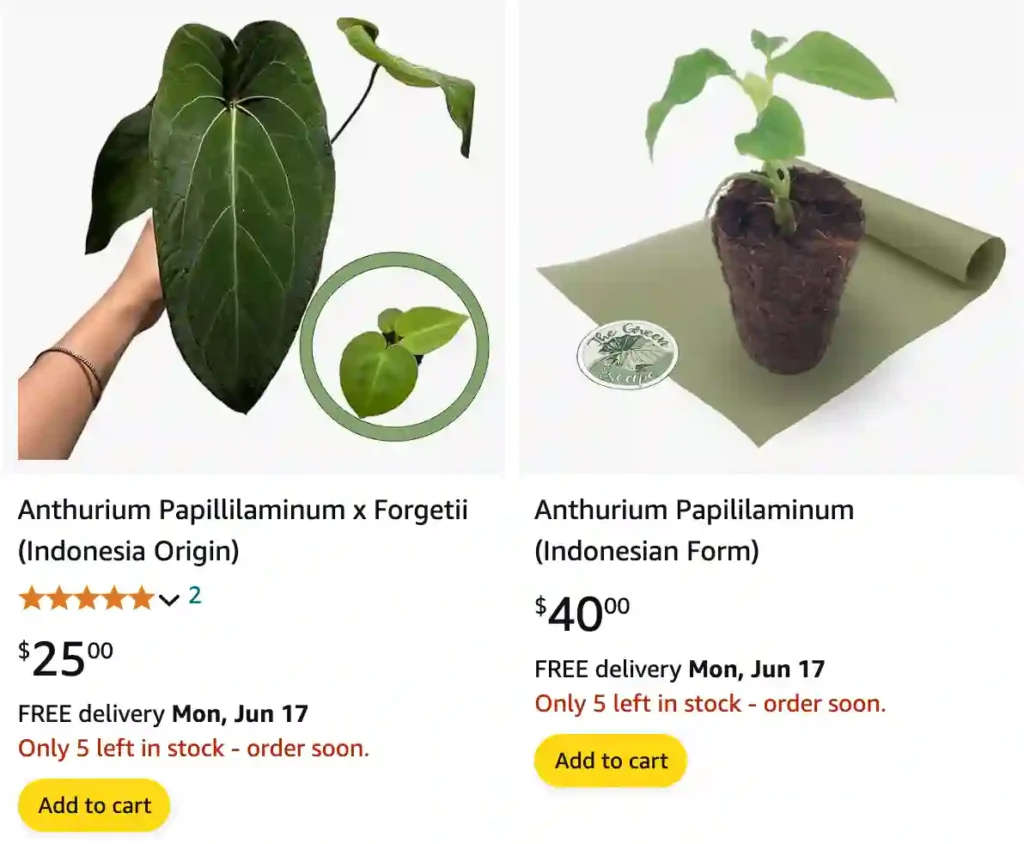 Anthurium Papillilaminum | Monsteraholic