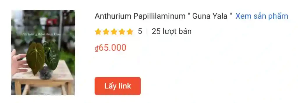 Anthurium Papillilaminum 22 Guna Yala 22 | Monsteraholic