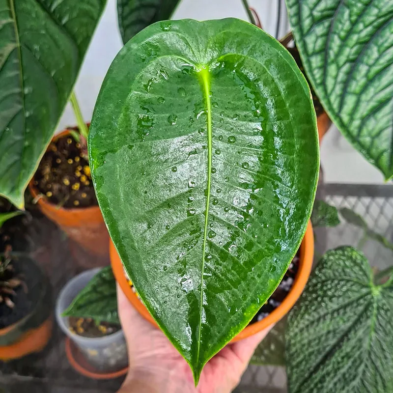 Anthurium Peltigerum 1 monsteraholic jpg