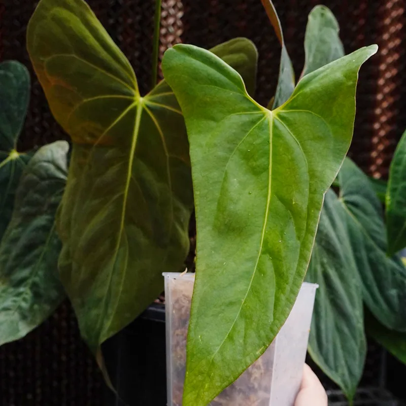 Anthurium Portillae 1 monsteraholic jpg