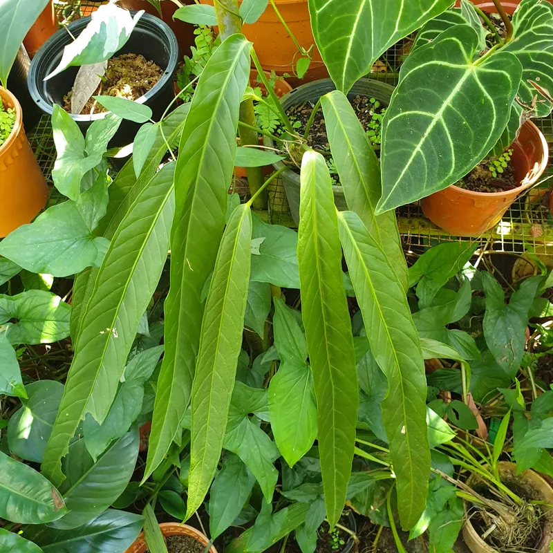 Anthurium Pseudospectabile 1 monsteraholic jpg