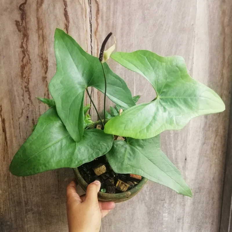 Anthurium Pterodactyl 1 monsteraholic jpg