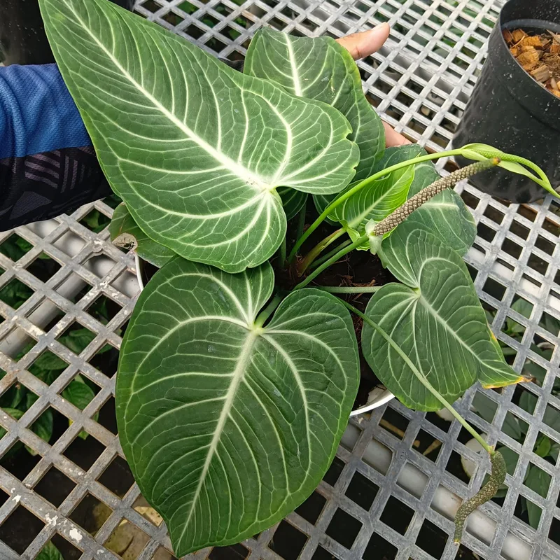 Anthurium Pulcachense 1 monsteraholic jpg