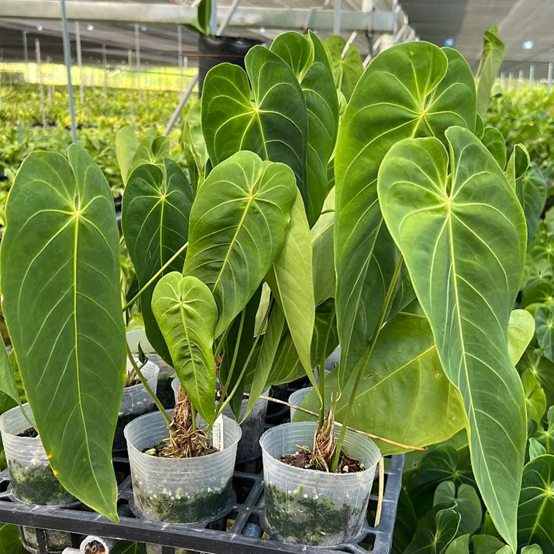 Anthurium Queremalense 8 monsteraholic jpg