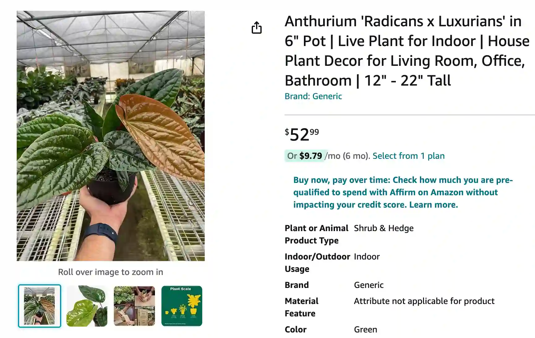 Anthurium Radicans x | Monsteraholic