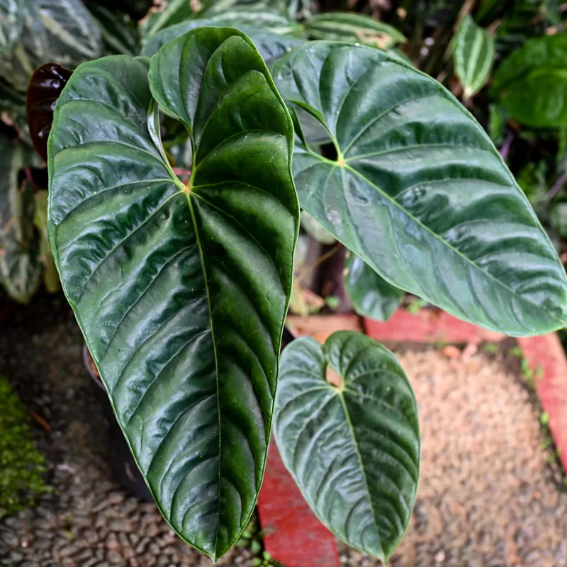 Anthurium Recavum 8 monsteraholic jpg