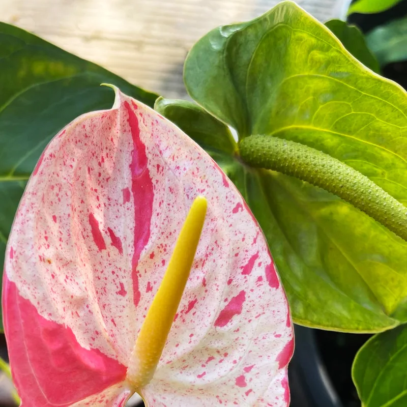 Anthurium Shibori 1 monsteraholic jpg