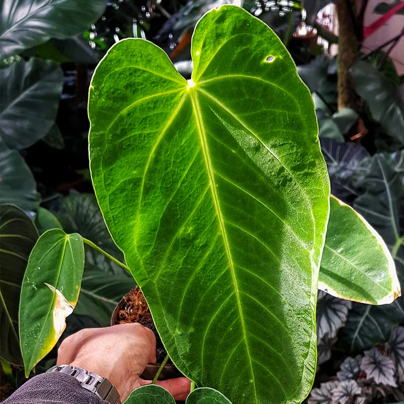 Anthurium Waterburyanum 1 monsteraholic jpg