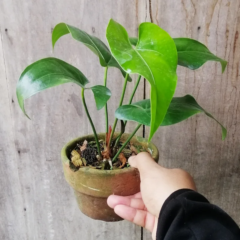 Anthurium Watermaliense 1 monsteraholic jpg