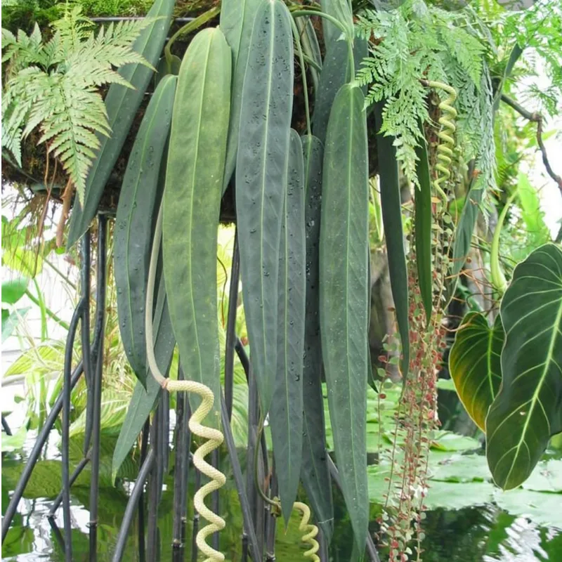 Anthurium Wendlingeri 1 monsteraholic jpg