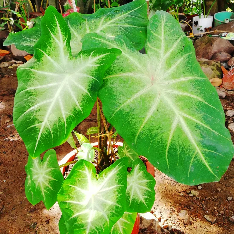 Caladium Aaron 4 monsteraholic jpg