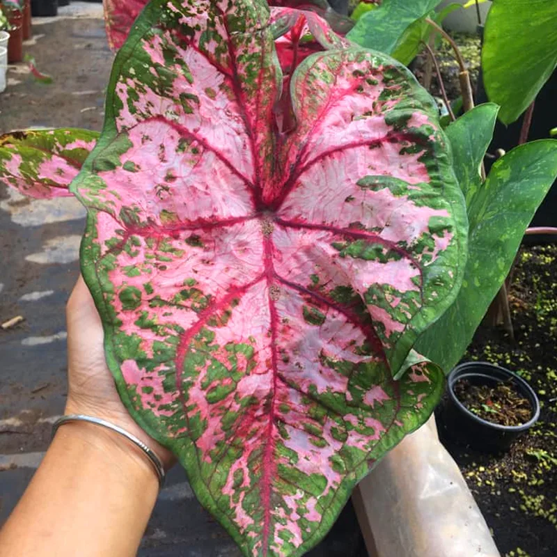 Caladium Carolyn Whorton 1 monsteraholic jpg