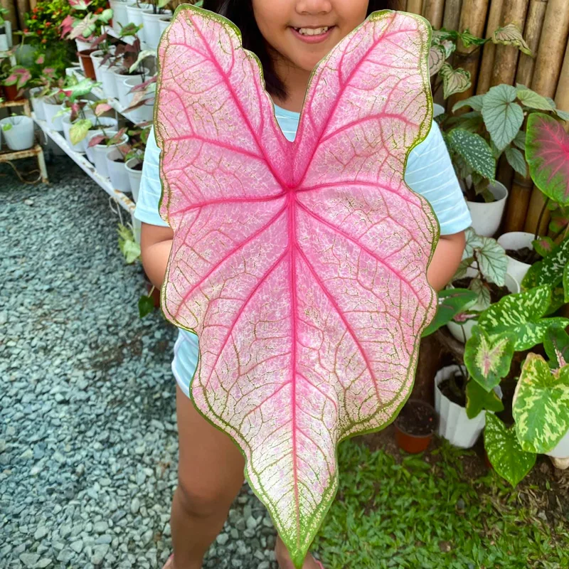 Caladium Fannie Munson 6 monsteraholic jpg