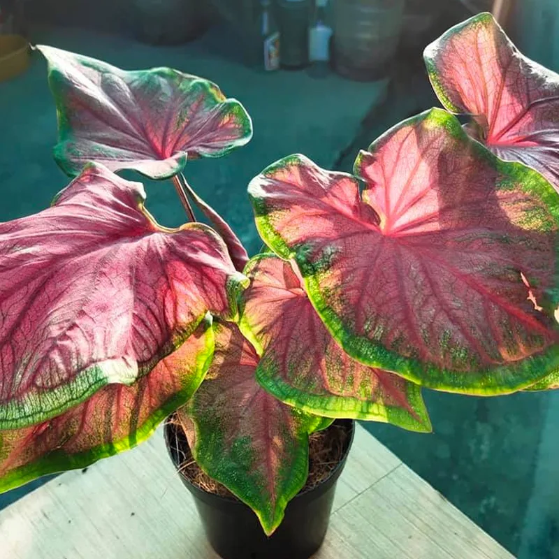 Caladium Florida Sweetheart 2 monsteraholic jpg