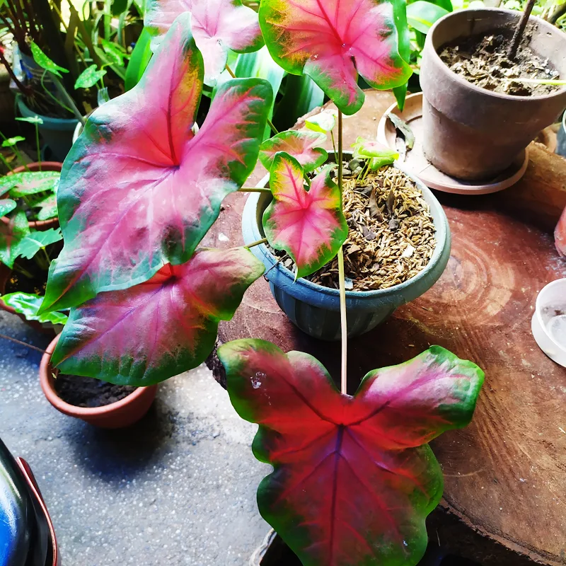 Caladium Freida Hemple 8 monsteraholic jpg