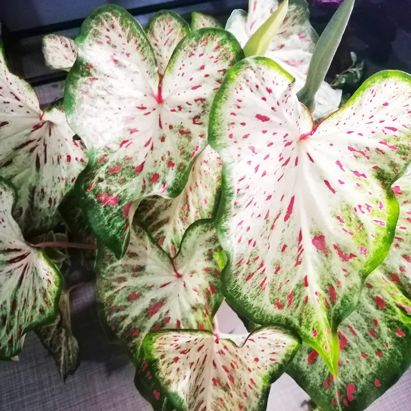 Caladium Gingerland 6 monsteraholic jpg