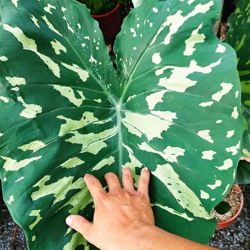 Caladium Hilo Beauty 7 monsteraholic jpg