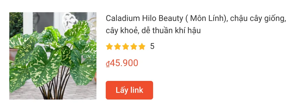 Những điều có thể bạn chưa biết về Alocasia Hilo Beauty - Môn lính 1 Caladium Hilo Beauty Mon Linh chau cay giong | Monsteraholic