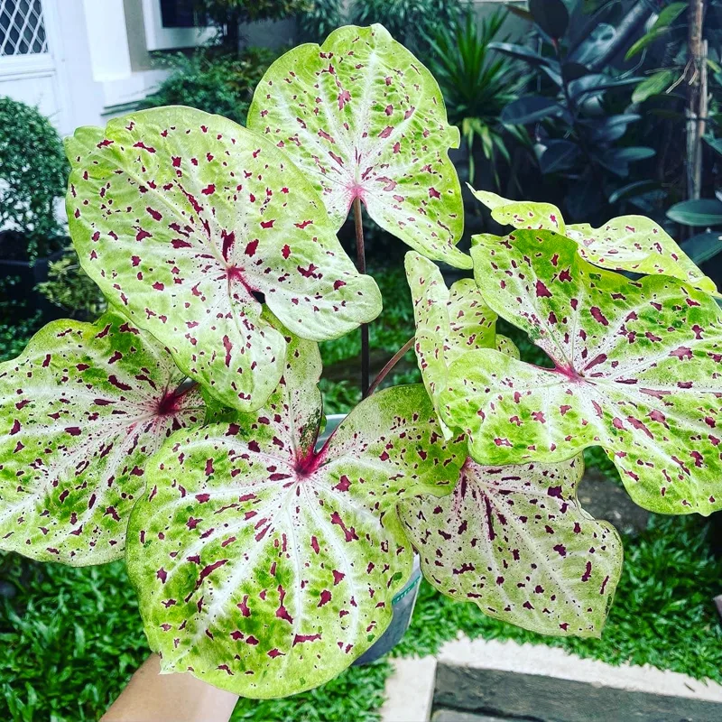 Caladium Miss Muffet 8 monsteraholic jpg