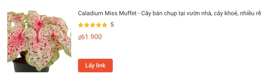 Caladium Miss Muffet Cay ban chup tai vuon nha cay khoe nhieu re | Monsteraholic