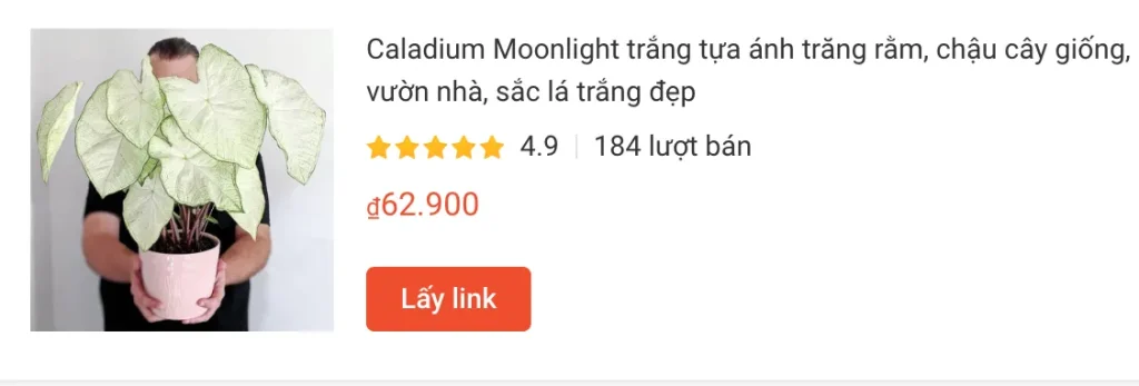 Những điều có thể bạn chưa biết về Caladium Moonlight 1 Caladium Moonlight trang tua anh trang ram chau cay giong | Monsteraholic