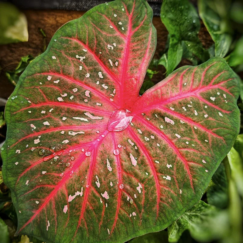 Caladium Red Flash 1 monsteraholic jpg