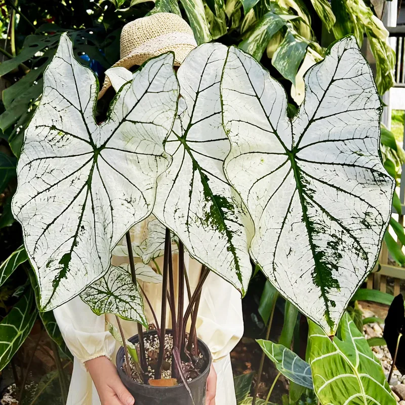 Caladium White Christmas 1 monsteraholic jpg