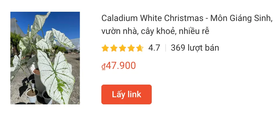 Caladium White Christmas Mon Giang Sinh | Monsteraholic