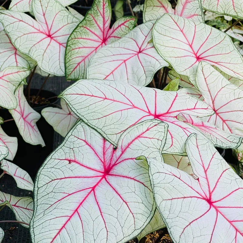 Caladium White Queen 1 monsteraholic jpg