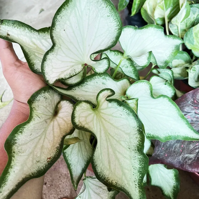 Caladium White Wing 1 monsteraholic jpg