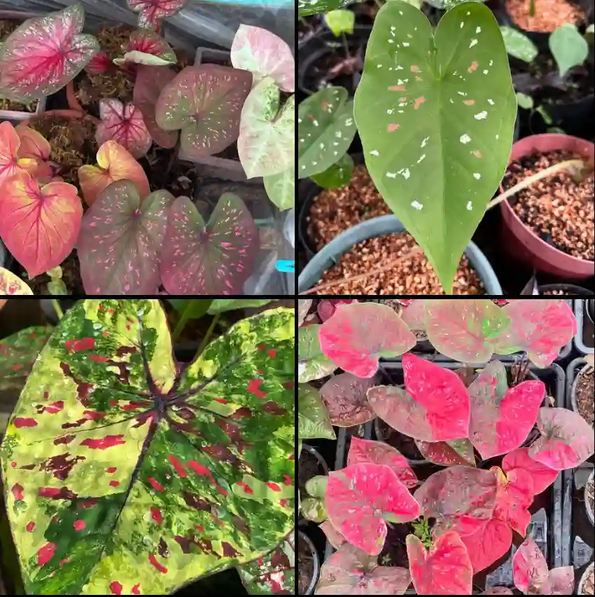 19 Species of Genus Caladium