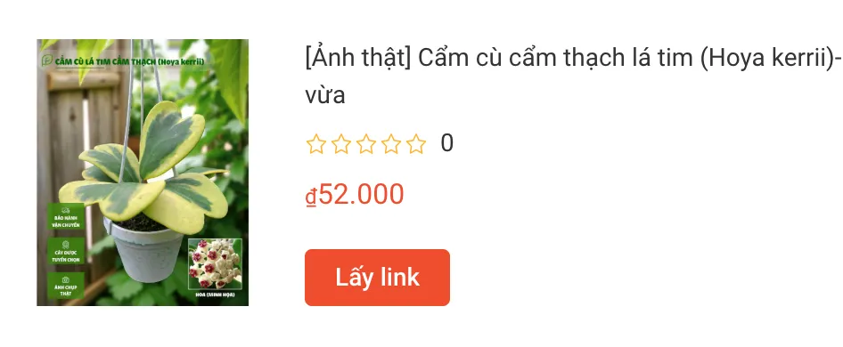 Cam cu cam thach la tim Hoya kerrii | Monsteraholic