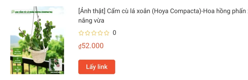 Cam cu la xoan Hoya Compacta Hoa hong phan xinh xan de thuong De trong chiu nang vua | Monsteraholic