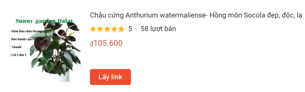 Chau cung Anthurium watermaliense Hong mon Socola dep doc la | Monsteraholic