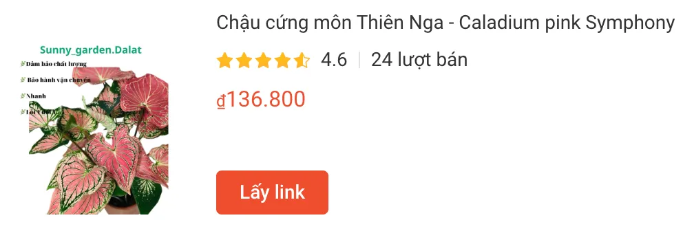 Chau cung mon Thien Nga Caladium pink Symphony | Monsteraholic