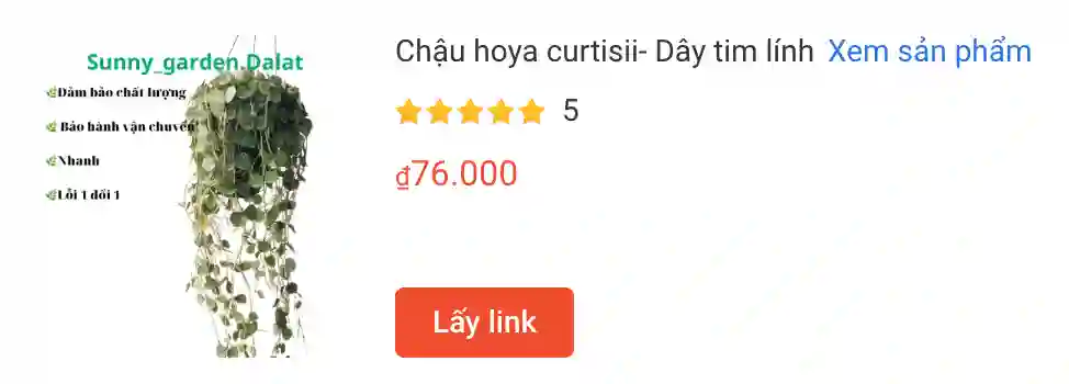 Chau hoya curtisii Day tim linh | Monsteraholic