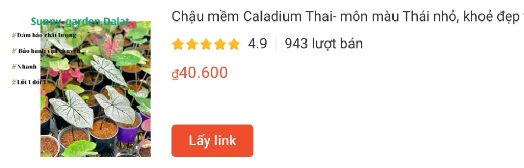 Chau mem Caladium Thai mon mau Thai nho khoe dep | Monsteraholic