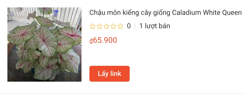 Những điều có thể bạn chưa biết về Caladium White Queen 1 Chau mon kieng cay giong Caladium White Queen | Monsteraholic