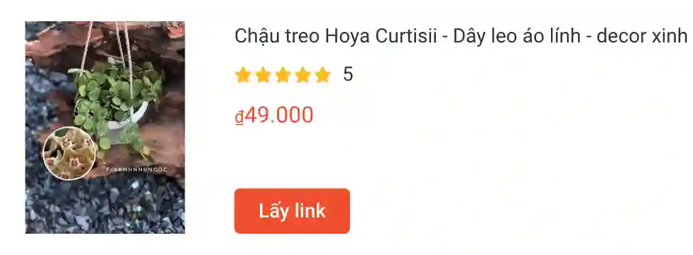 Chau treo Hoya Curtisii Day leo ao linh | Monsteraholic