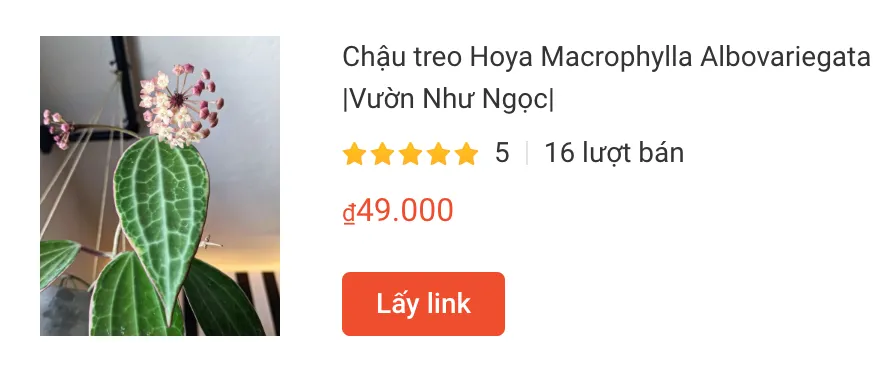 Những điều có thể bạn chưa biết về Hoya Macrophylla 1 Chau treo Hoya Macrophylla Albovariegata | Monsteraholic