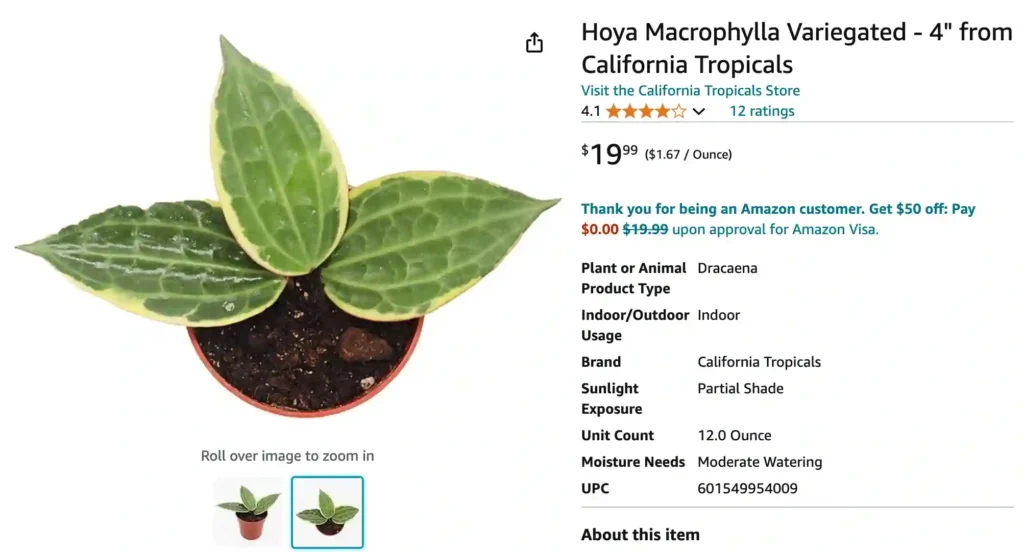 Hoya Callistophylla | Monsteraholic